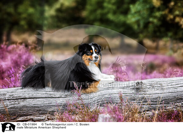 Miniature American Shepherd Rde / male Miniature American Shepherd / CB-01984