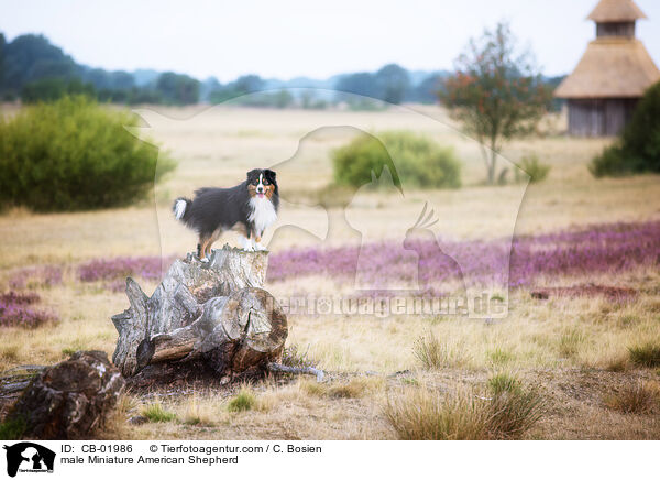 Miniature American Shepherd Rde / male Miniature American Shepherd / CB-01986