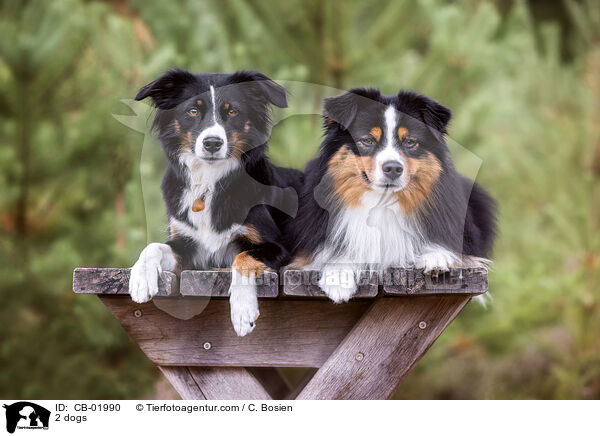 2 dogs / CB-01990
