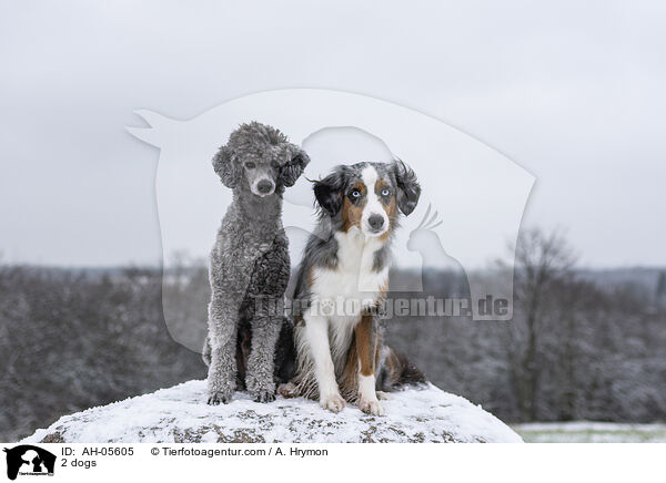 2 Hunde / 2 dogs / AH-05605