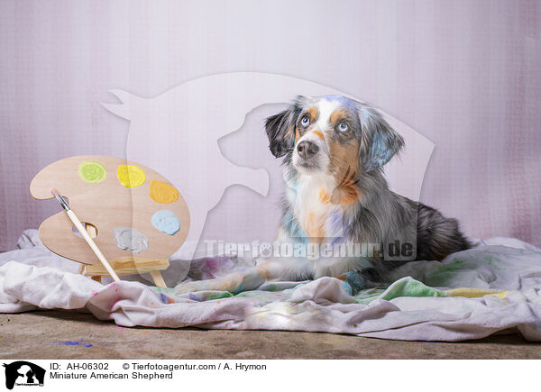 Miniature American Shepherd / Miniature American Shepherd / AH-06302