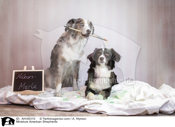 Miniature American Shepherds / Miniature American Shepherds / AH-06310