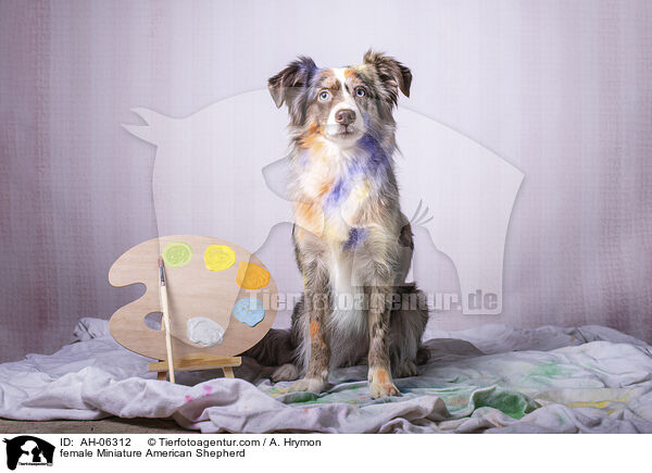 Miniature American Shepherd Hndin / female Miniature American Shepherd / AH-06312