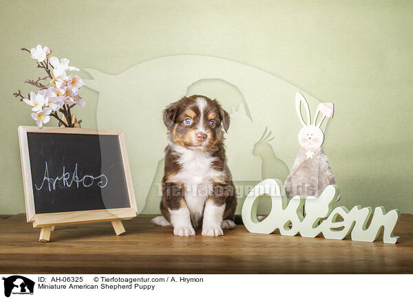 Miniature American Shepherd Welpe / Miniature American Shepherd Puppy / AH-06325