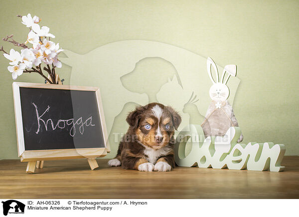 Miniature American Shepherd Welpe / Miniature American Shepherd Puppy / AH-06326