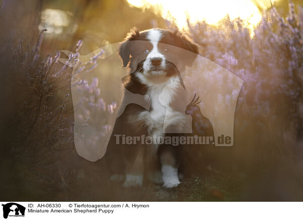 Miniature American Shepherd Welpe / Miniature American Shepherd Puppy / AH-06330