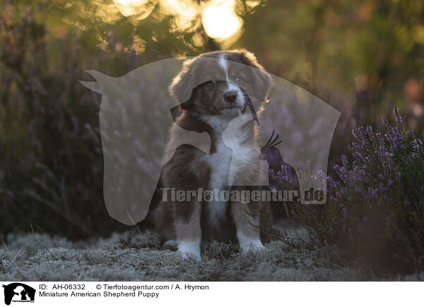 Miniature American Shepherd Welpe / Miniature American Shepherd Puppy / AH-06332