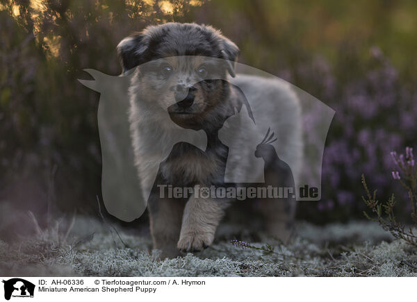 Miniature American Shepherd Welpe / Miniature American Shepherd Puppy / AH-06336