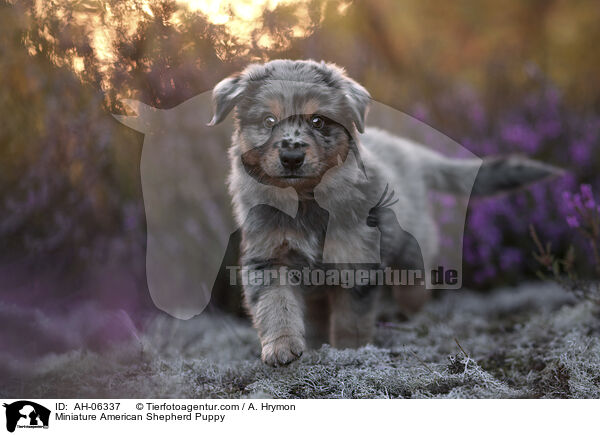 Miniature American Shepherd Welpe / Miniature American Shepherd Puppy / AH-06337