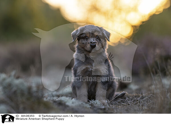 Miniature American Shepherd Welpe / Miniature American Shepherd Puppy / AH-06353