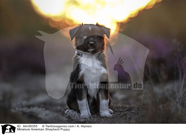 Miniature American Shepherd Welpe / Miniature American Shepherd Puppy / AH-06355