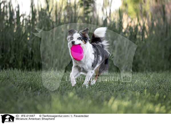 Miniature American Shepherd / IFE-01467