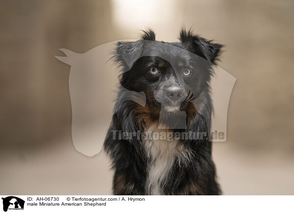 Miniature American Shepherd Rde / male Miniature American Shepherd / AH-06730