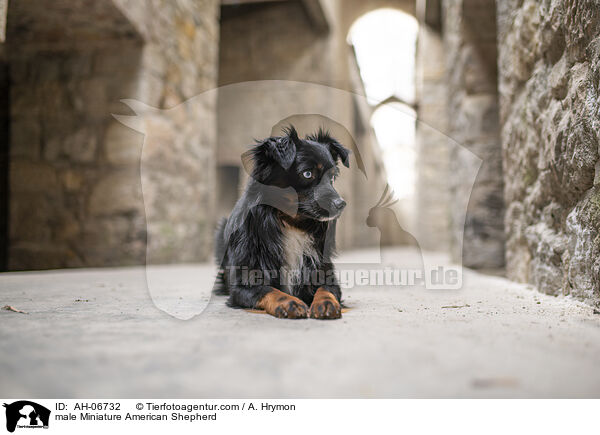 Miniature American Shepherd Rde / male Miniature American Shepherd / AH-06732