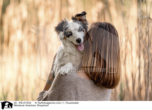 Miniature American Shepherd / Miniature American Shepherd / IFE-01535