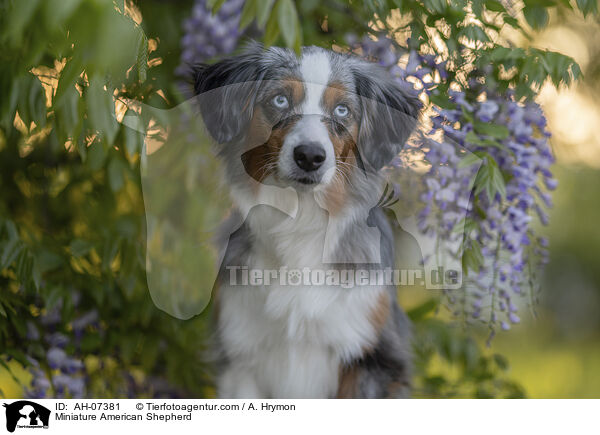 Miniature American Shepherd / Miniature American Shepherd / AH-07381