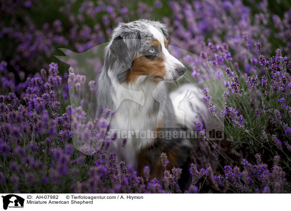 Miniature American Shepherd / AH-07982