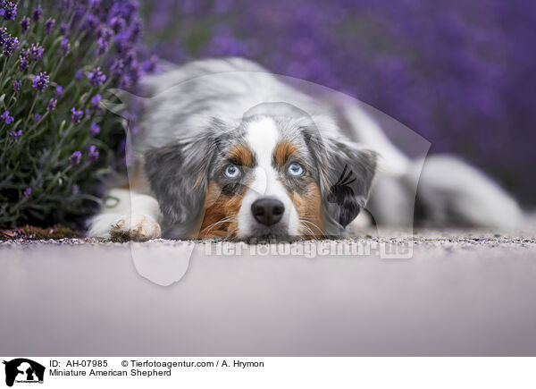 Miniature American Shepherd / Miniature American Shepherd / AH-07985