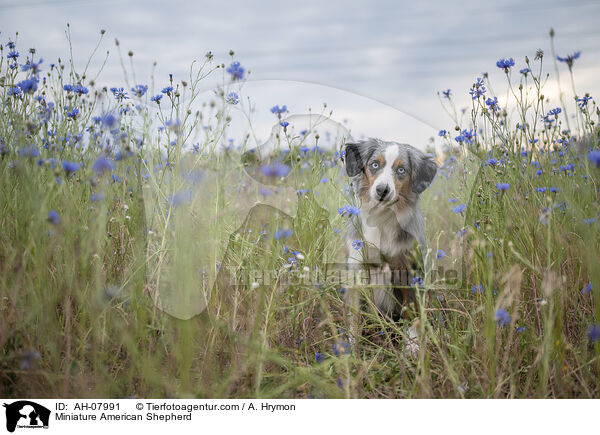 Miniature American Shepherd / Miniature American Shepherd / AH-07991