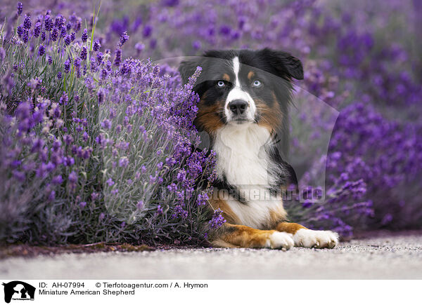Miniature American Shepherd / Miniature American Shepherd / AH-07994