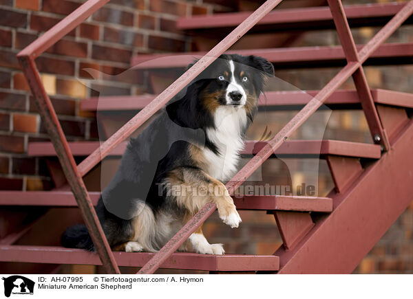Miniature American Shepherd / Miniature American Shepherd / AH-07995