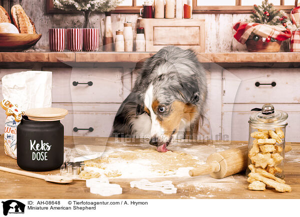 Miniature American Shepherd / Miniature American Shepherd / AH-08648