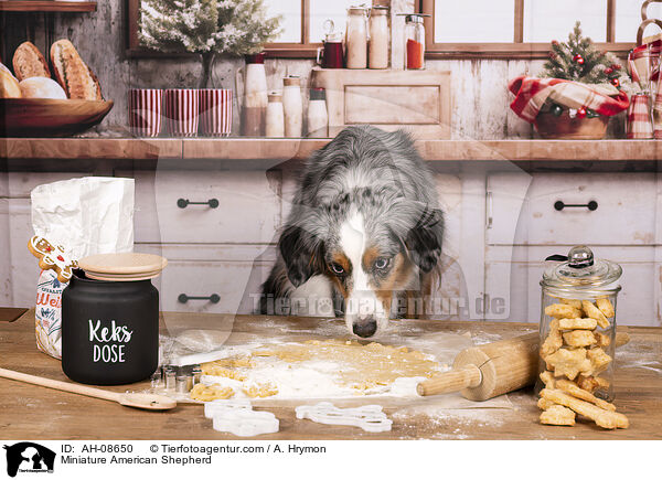 Miniature American Shepherd / Miniature American Shepherd / AH-08650