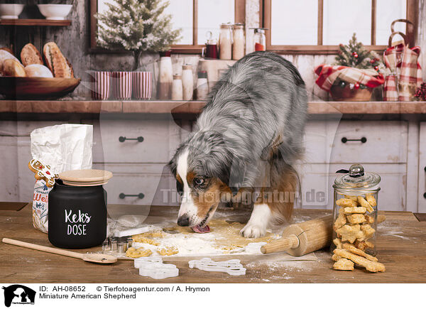 Miniature American Shepherd / Miniature American Shepherd / AH-08652