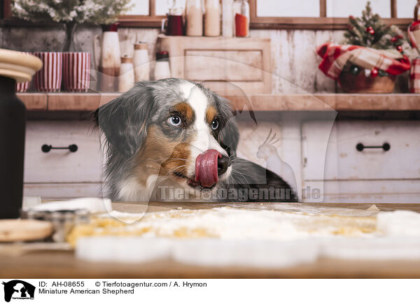 Miniature American Shepherd / Miniature American Shepherd / AH-08655