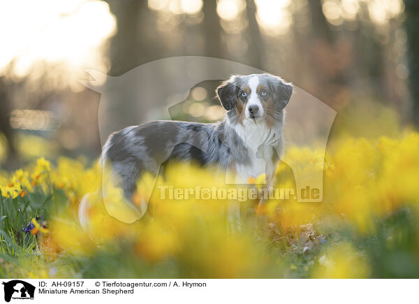 Miniature American Shepherd / Miniature American Shepherd / AH-09157