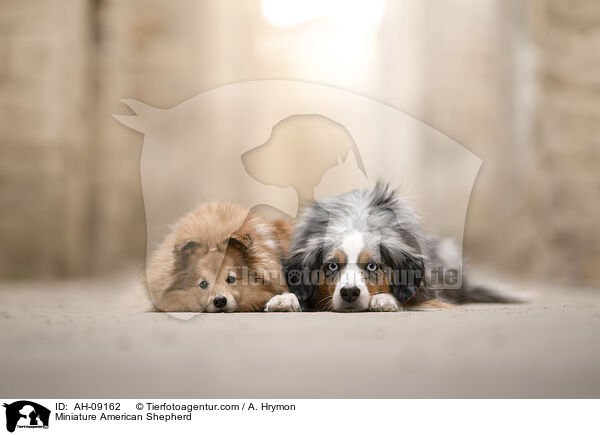 Miniature American Shepherd / Miniature American Shepherd / AH-09162
