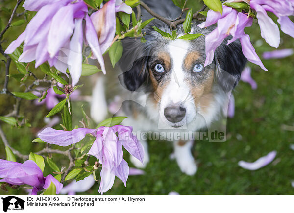 Miniature American Shepherd / Miniature American Shepherd / AH-09163