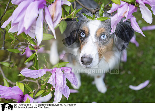 Miniature American Shepherd / Miniature American Shepherd / AH-09164