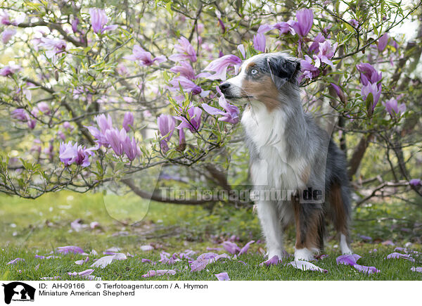 Miniature American Shepherd / Miniature American Shepherd / AH-09166