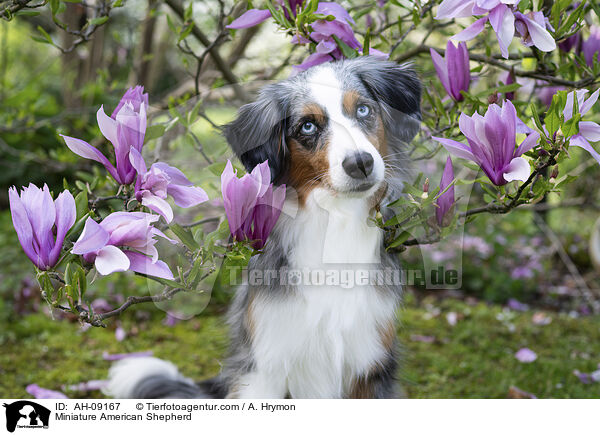Miniature American Shepherd / Miniature American Shepherd / AH-09167