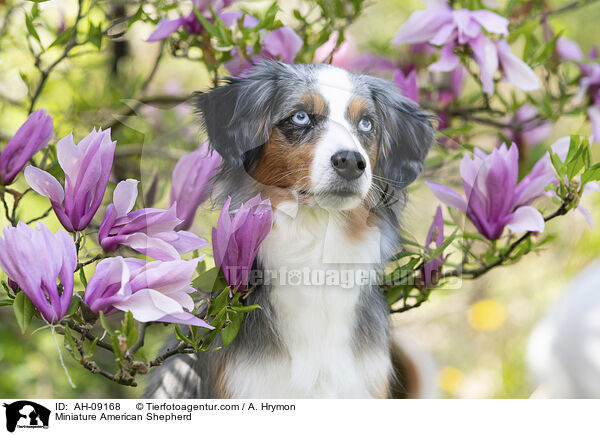 Miniature American Shepherd / Miniature American Shepherd / AH-09168