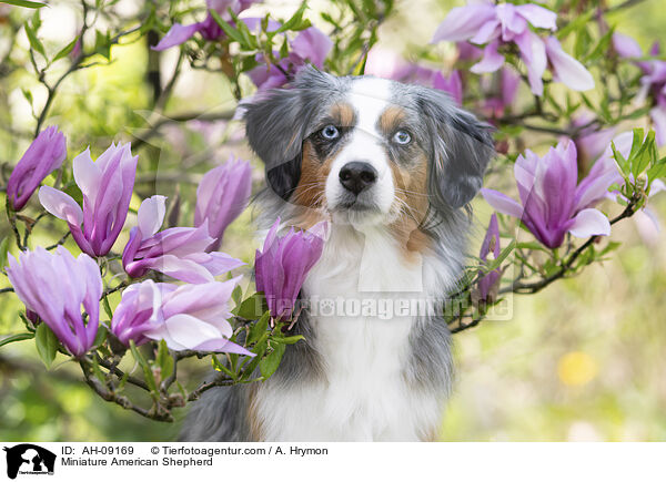 Miniature American Shepherd / Miniature American Shepherd / AH-09169