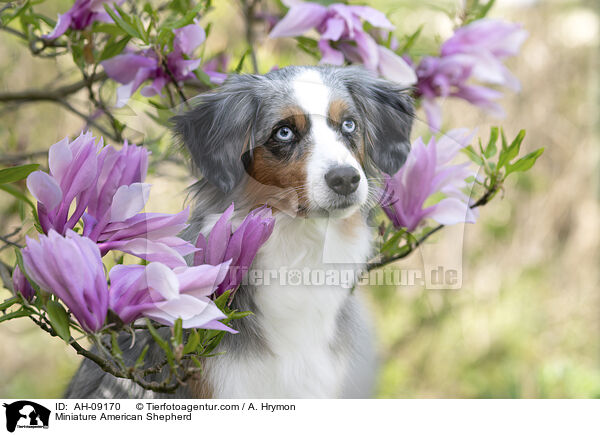 Miniature American Shepherd / Miniature American Shepherd / AH-09170