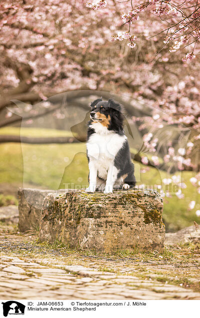 Miniature American Shepherd / Miniature American Shepherd / JAM-06653