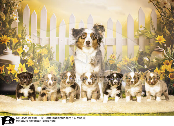 Miniature American Shepherd / Miniature American Shepherd / JAM-06658