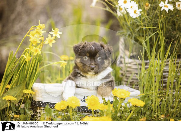 Miniature American Shepherd / Miniature American Shepherd / JAM-06660
