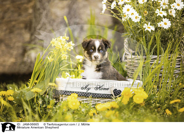 Miniature American Shepherd / Miniature American Shepherd / JAM-06665