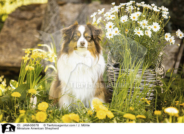 Miniature American Shepherd / Miniature American Shepherd / JAM-06678