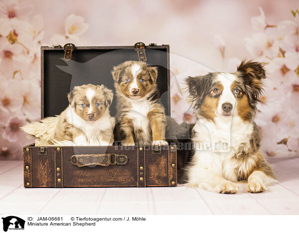 Miniature American Shepherd / Miniature American Shepherd / JAM-06681
