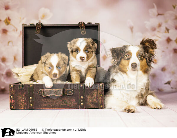 Miniature American Shepherd / Miniature American Shepherd / JAM-06683