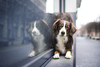 Miniature American Shepherd