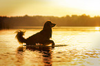 Miniature American Shepherd