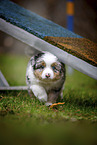 walking Miniature American Shepherd Puppy