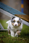 walking Miniature American Shepherd Puppy