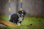 standing Miniature American Shepherd Puppy